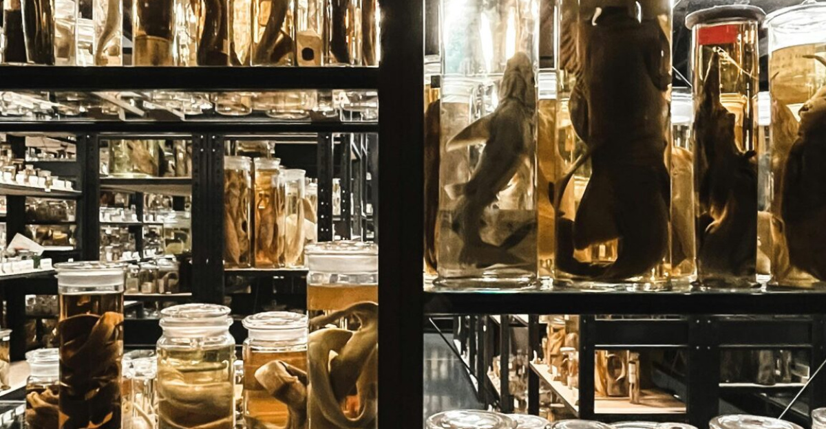 A collection of preserved animal specimens in jars displayed in a museum lab.
