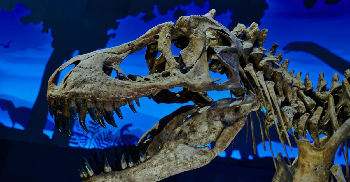 Close-up of a Tyrannosaurus Rex skull fossil displayed in a museum