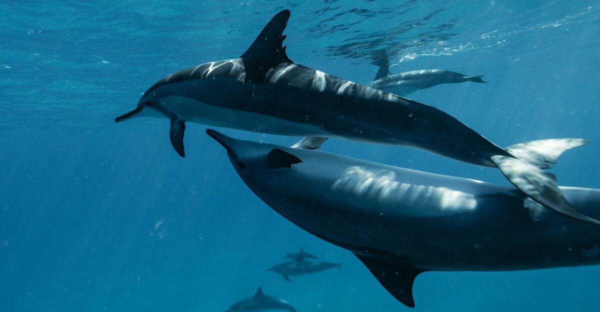A captivating underwater view of dolphins swimming gracefully in the ocean s clear blue depths