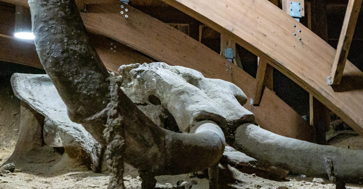 A mammoth skeleton displayed in an indoor archaeological museum setting.