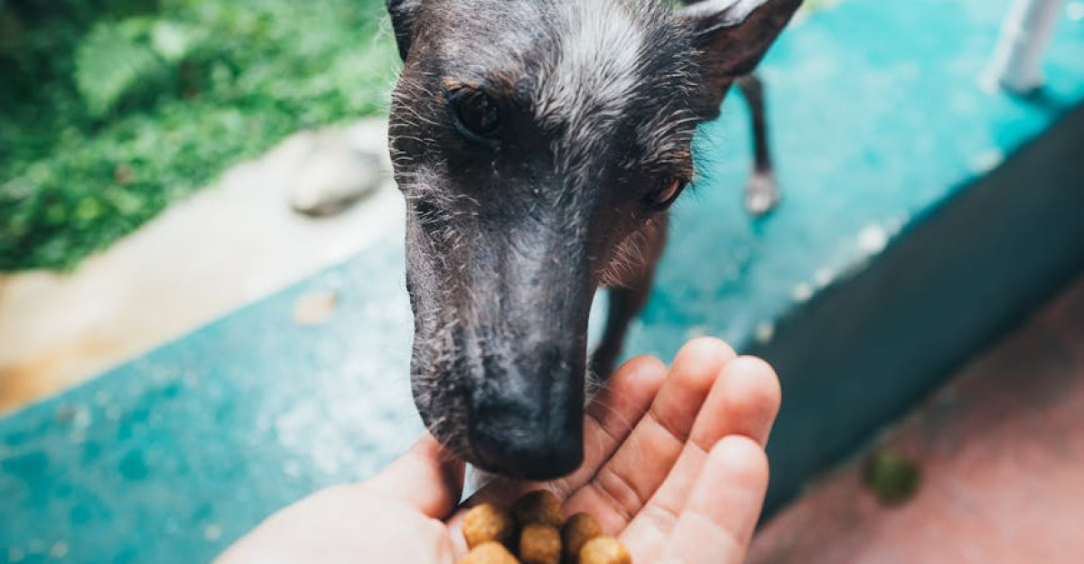 A caring person feeds a curious dog outdoors focusing on bonding and nutrition