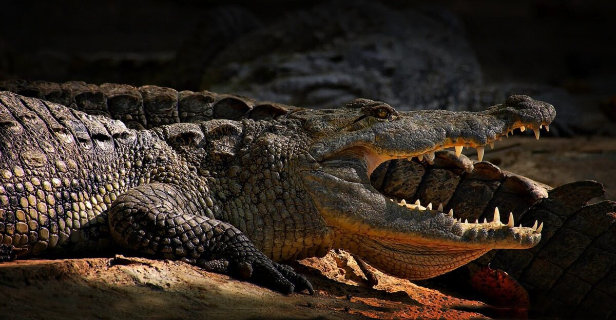 Detailed close-up of a crocodile with open mouth in its natural environment showcasing its rough texture and sharp teeth