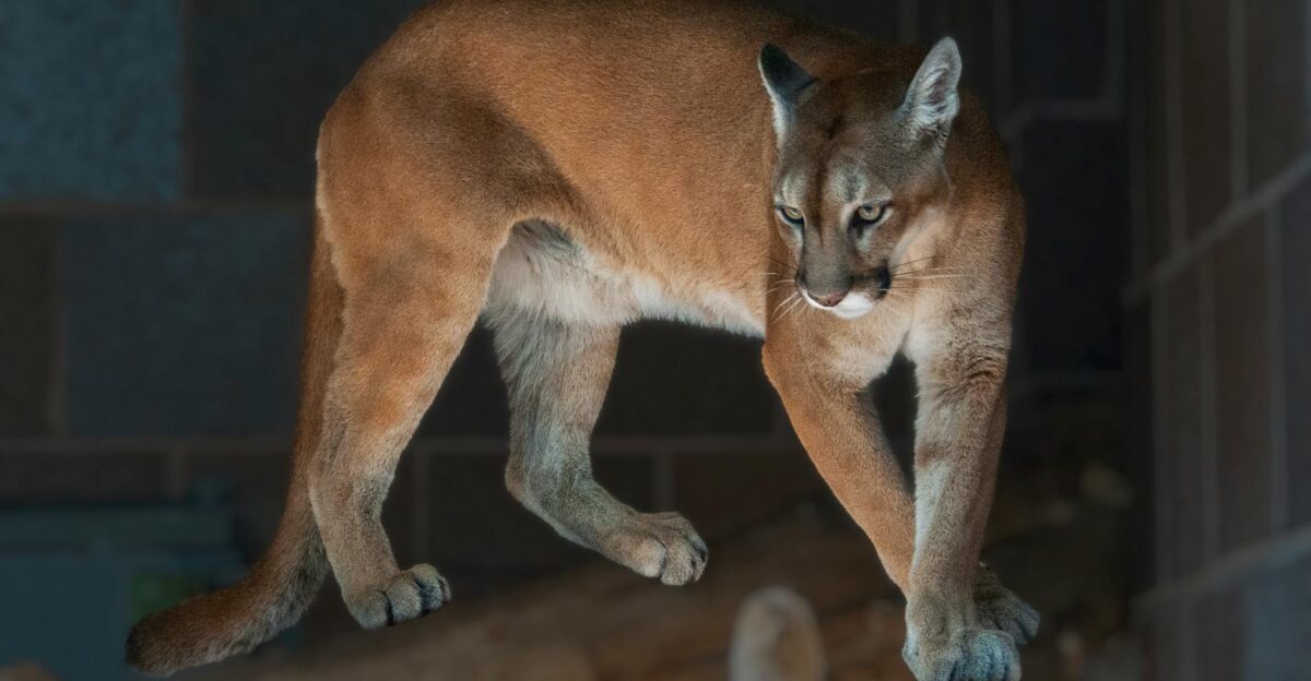 Close-up of a Florida Panther in a zoo setting showcasing its majestic presence