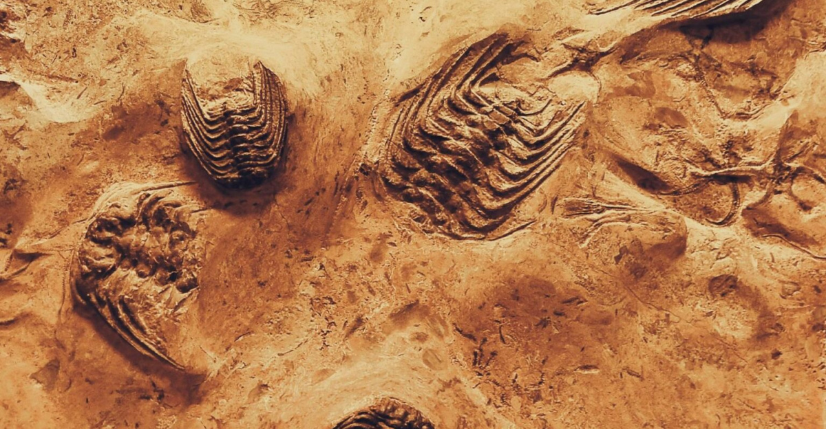 Detailed view of trilobite fossils embedded in sedimentary rock, showcasing ancient marine life.