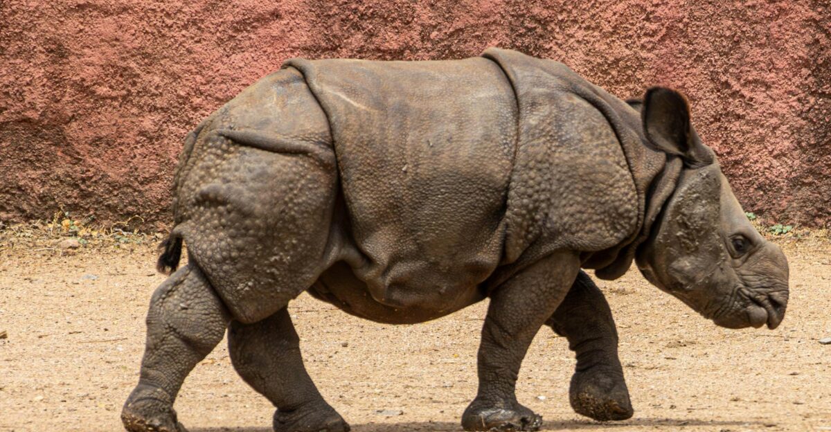 A juvenile Indian rhinoceros walks on a sandy terrain in a wildlife reserve