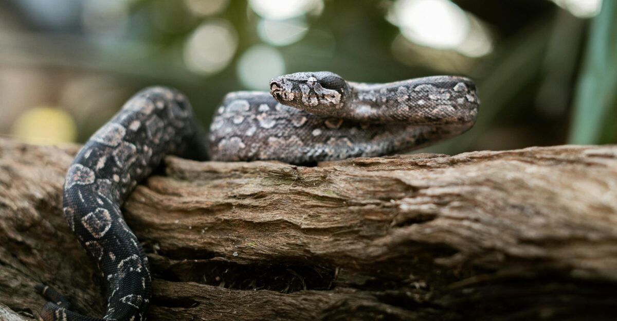A boa constrictor rests on a log showcasing its intricate scales and natural camouflage