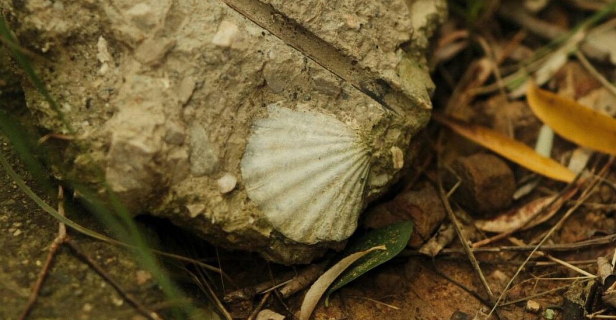 Close-up of a rock featuring a fossil shell surrounded by natural elements like grass and soil.