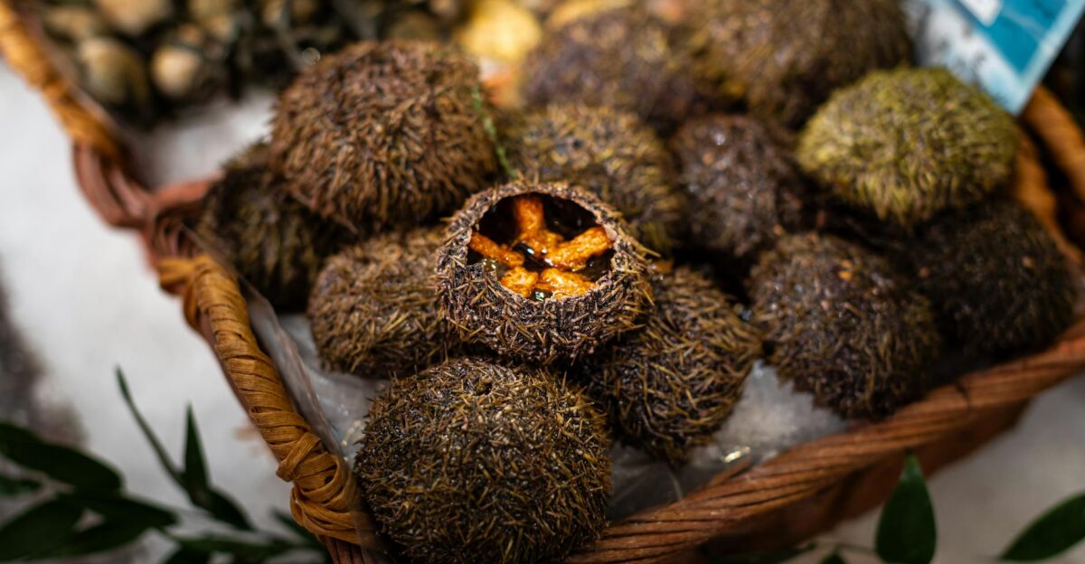 A basket of fresh sea urchins on display at a market in Paris France