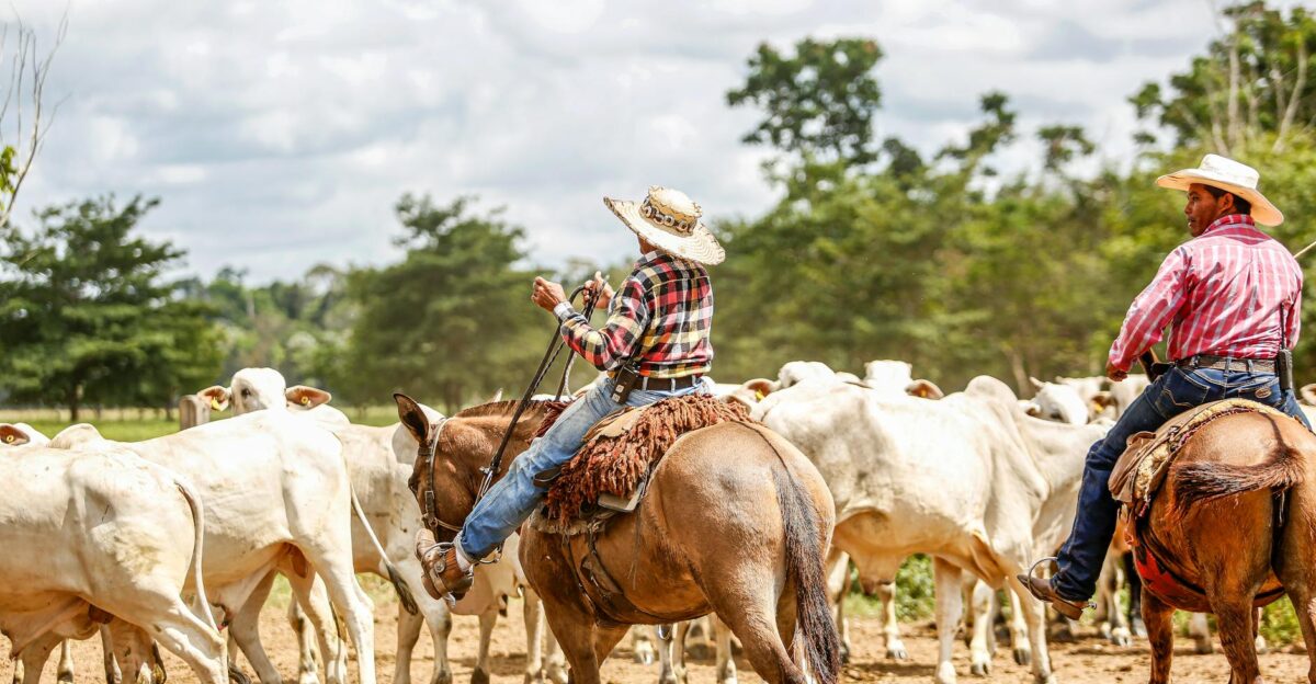 Two cowboys herding cattle on a sunny day in Paragominas Par Brazil Ideal stock photo for agriculture themes