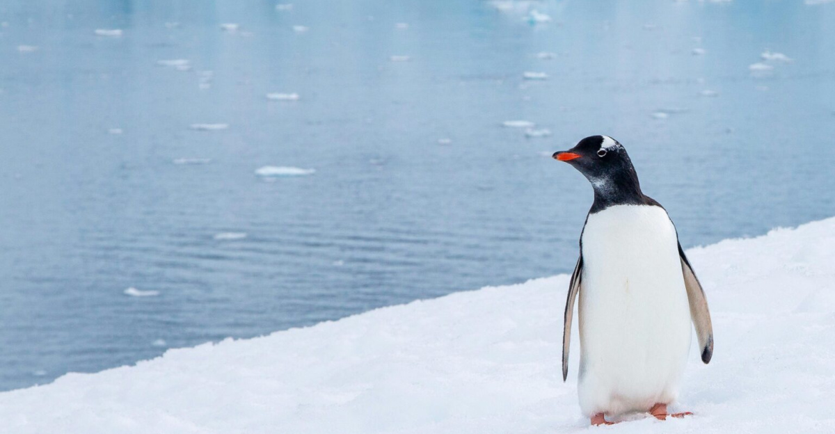 A solitary Gentoo penguin stands on snowy ice near an Antarctic iceberg.