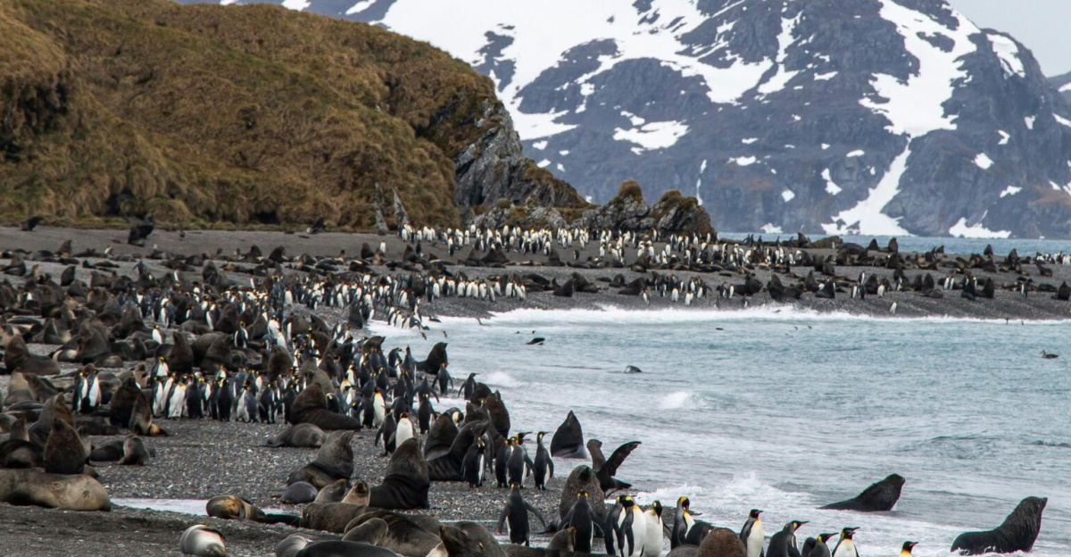 Explore the rugged coast of South Georgia Island with penguins and seals amidst icy landscapes.