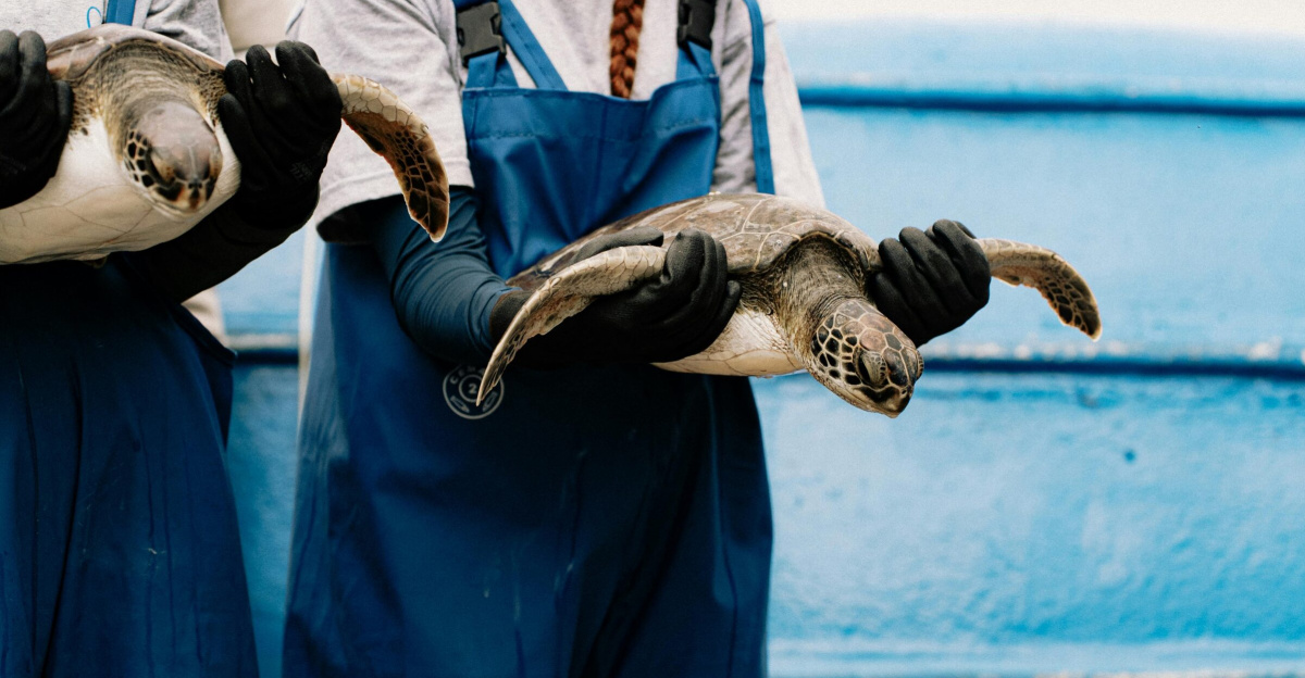 Two marine conservationists gently hold sea turtles as part of a rehabilitation project.