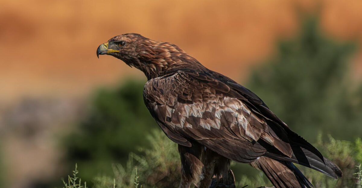 A stunning golden eagle perched on a branch in its natural environment showcasing its powerful and majestic appearance