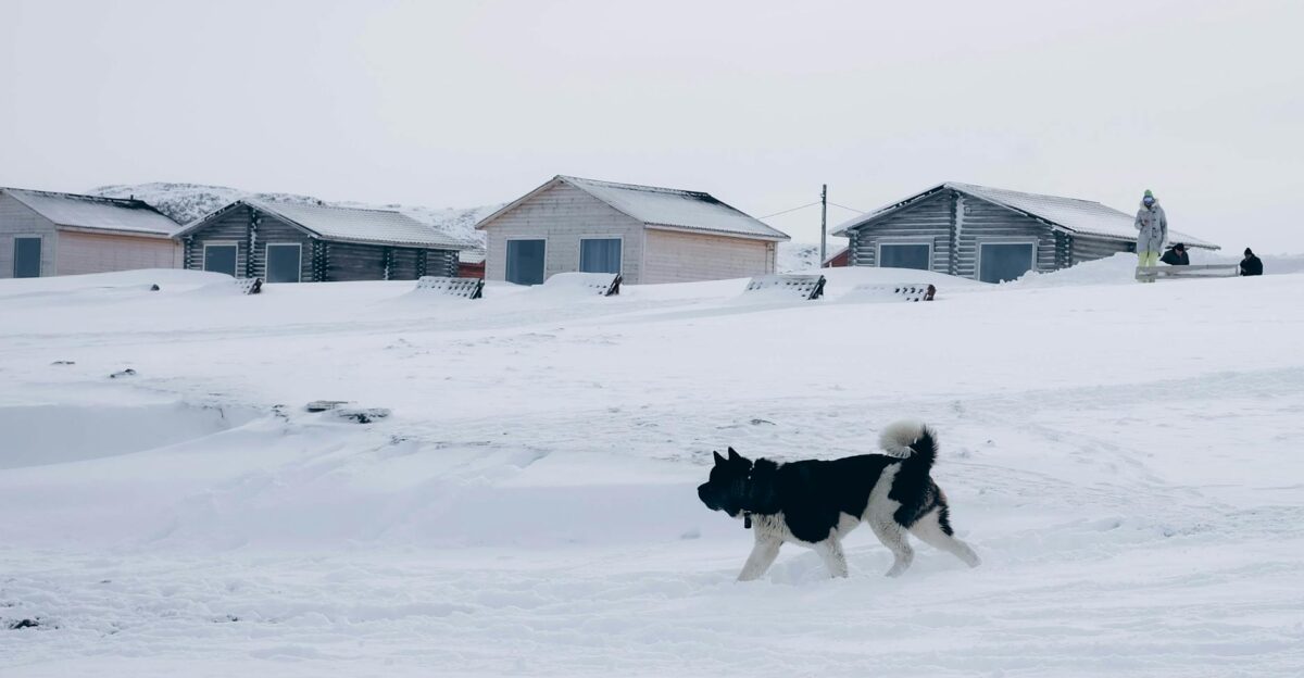 A dog walks across snowy terrain in a remote winter village setting in Teriberka Russia