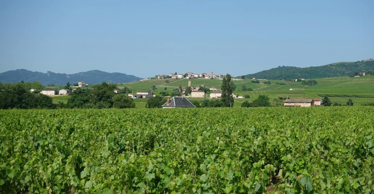 Lush vineyard in France with a picturesque village in the background under clear sky
