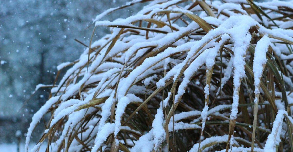 Close-up of snow-covered tall grass during a snowfall in winter