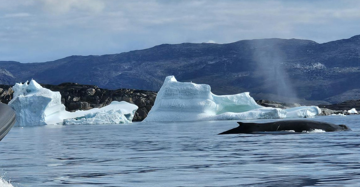 Free stock photo of greenland iceberg safari