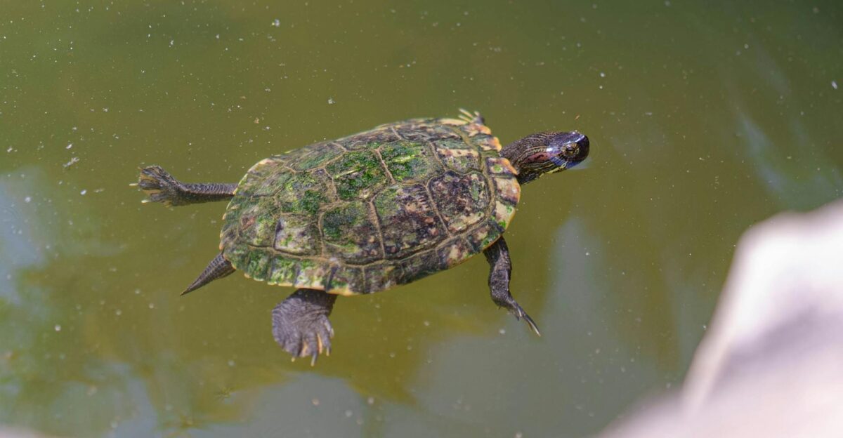 Free stock photo of 1 butterfly paradise rd krong siem reap