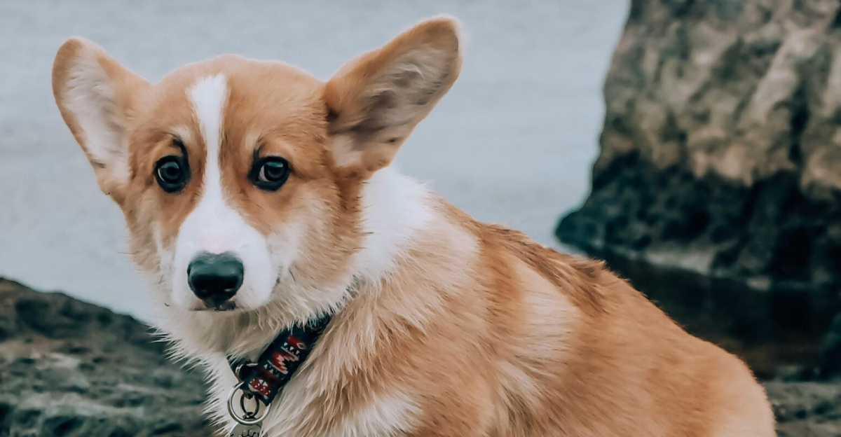 Cute corgi puppy perched on rocks by the seaside, gazing curiously.
