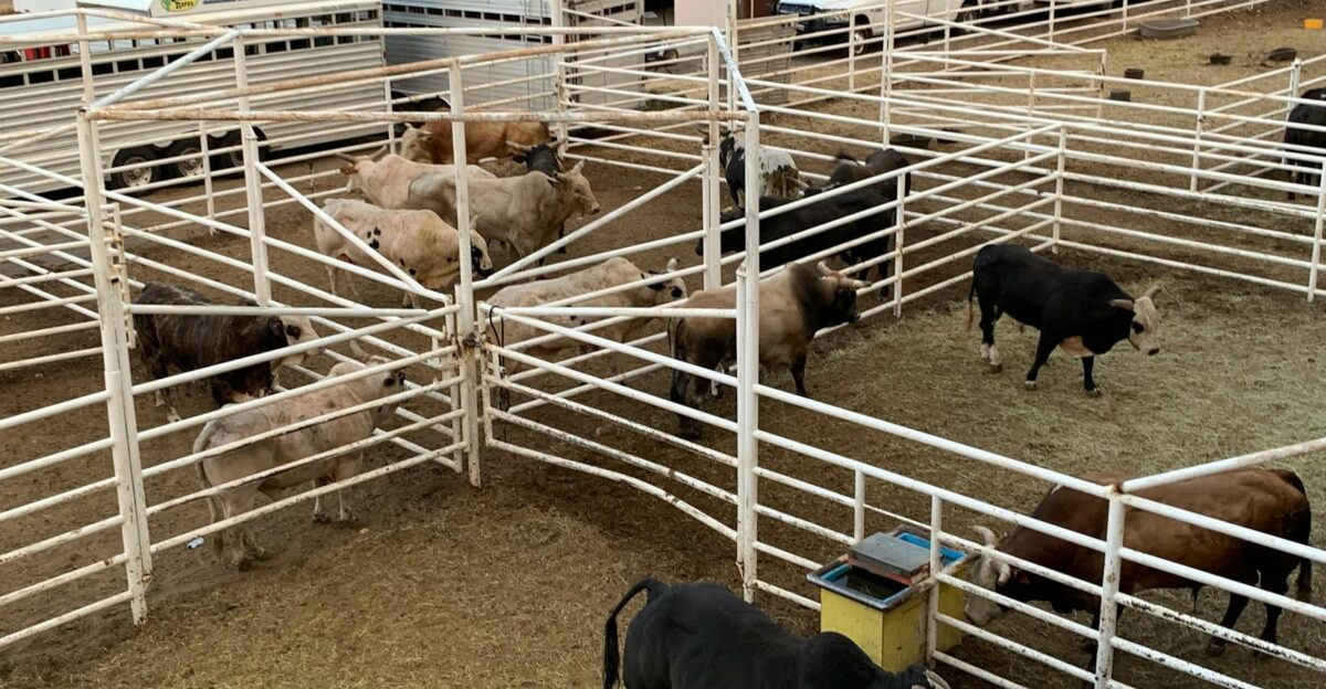 Cattle gathered in a corral at Cody Wyoming rodeo grounds showcasing rural livestock lifestyle