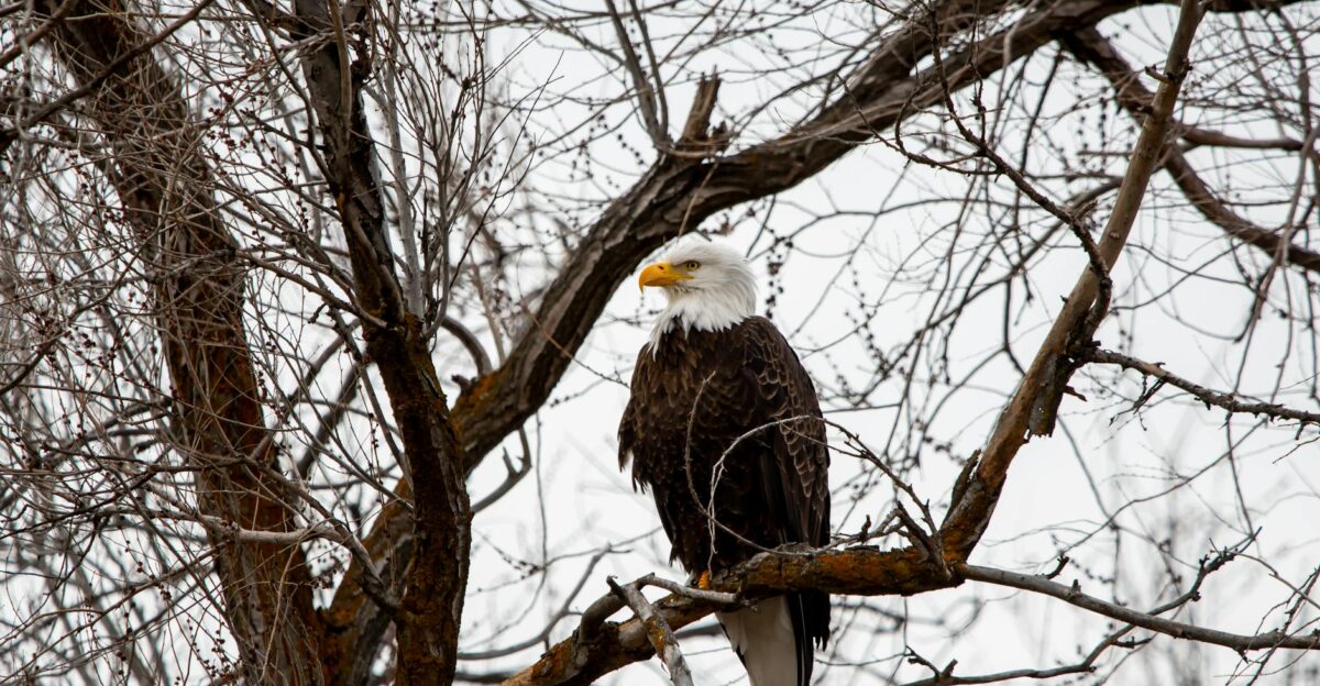 Majestic bald eagle perched on a tree in Wenatchee showcasing wildlife in winter