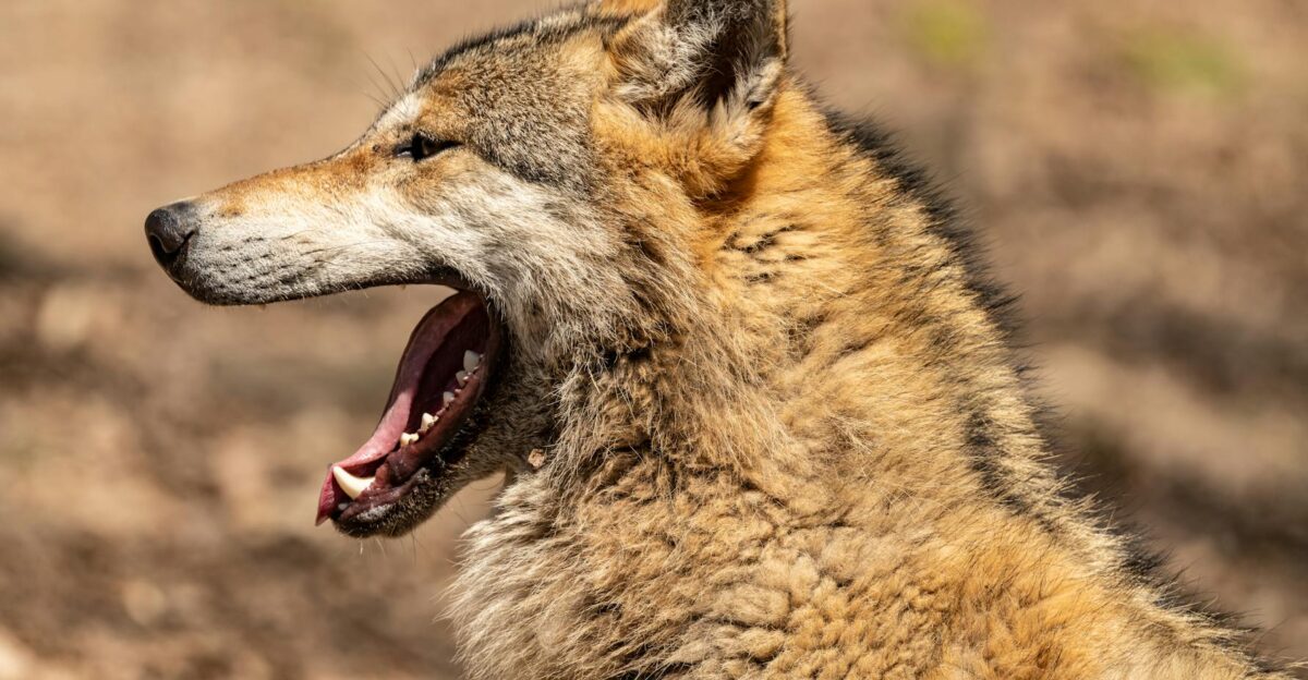A detailed close-up of a yawning wolf showcasing its fur texture in a natural setting