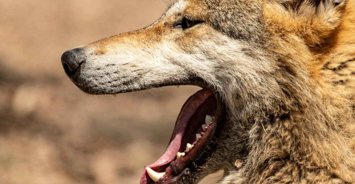 A detailed close-up of a yawning wolf, showcasing its fur texture in a natural setting.