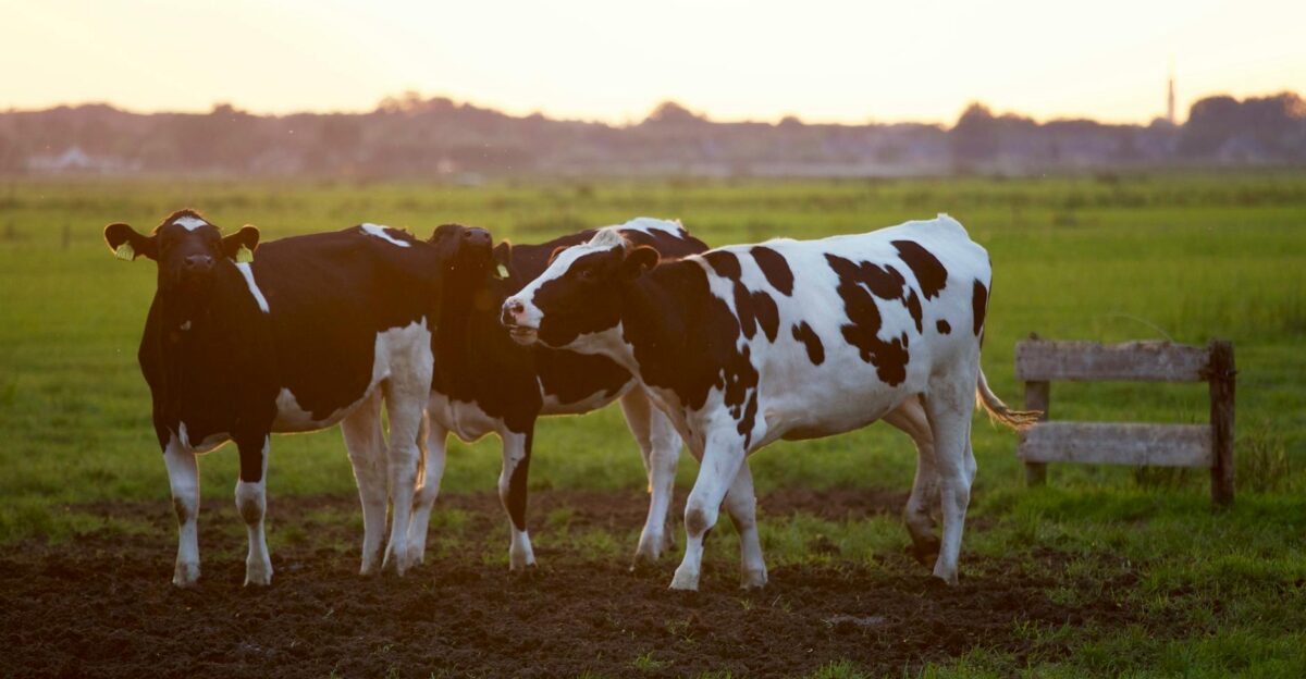 Three Holstein cows stand in a lush grassy field during sunset creating a serene rural scene