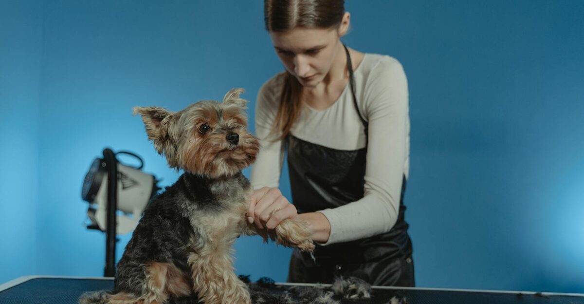 Professional groomer working on a Yorkshire Terrier s fur in a bright studio setting