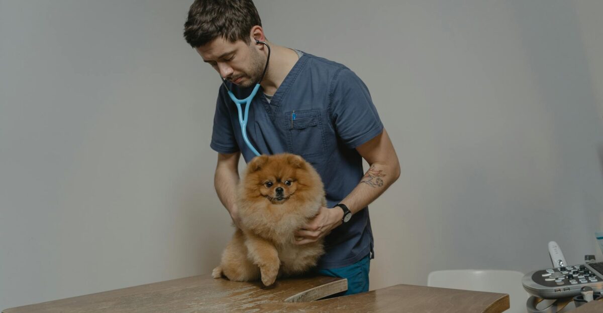 A veterinarian checks a Pomeranian dog using a stethoscope in a clinic setting
