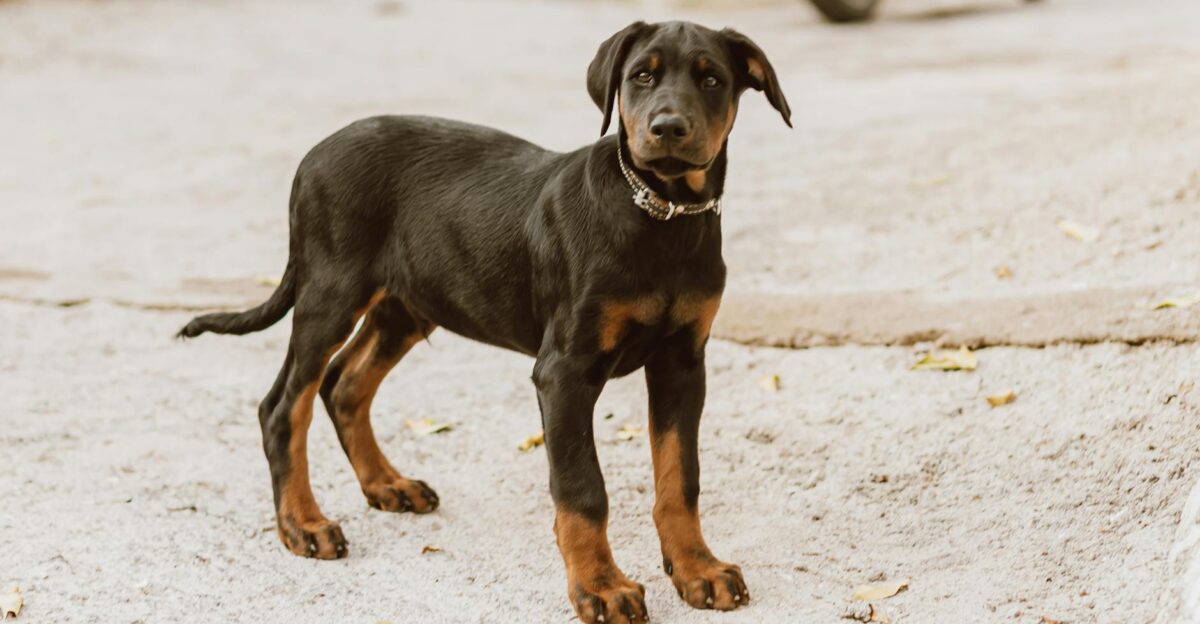 A young Doberman Pinscher standing on a sandy surface outdoors
