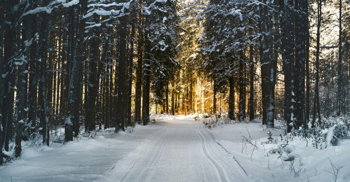 Stunning snowy path through a winter forest in Ebensee, Austria, with sunlight filtering through trees.