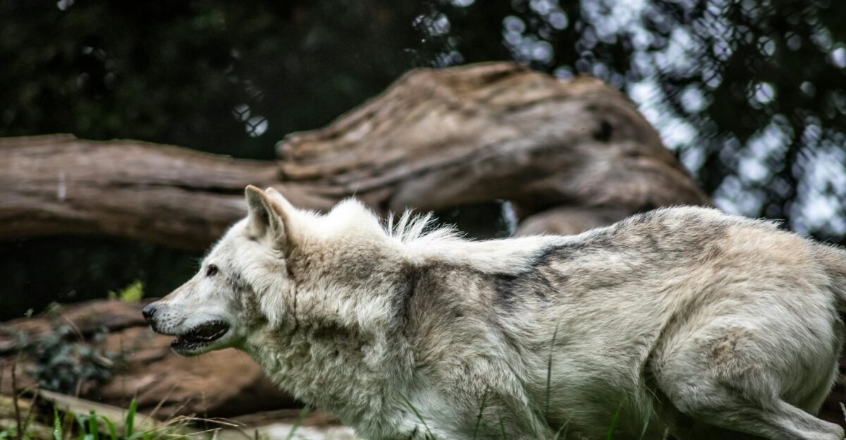 Dynamic shot of a gray wolf running through the wilderness showcasing its natural beauty