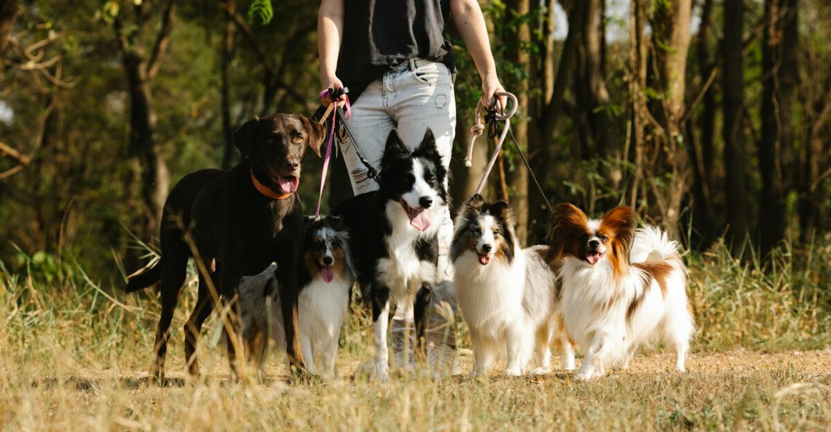 A woman walks several dog breeds on leashes through a wooded area in summer