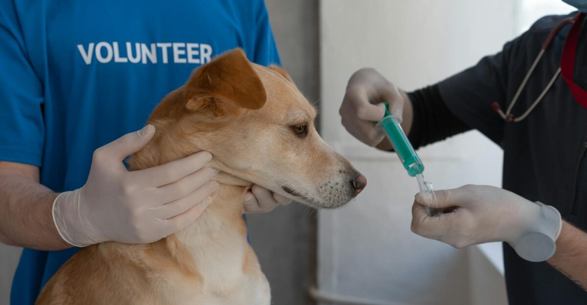 A veterinarian prepares to vaccinate a dog assisted by a volunteer in a clinic setting