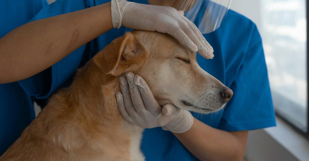 Veterinarian carefully checks and comforts a dog in a clinic environment