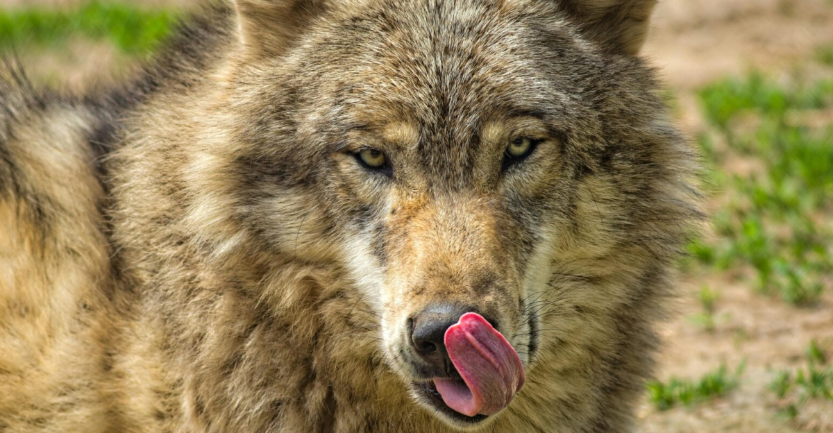Close shot of a wolf with tongue out, captured outdoors in Backus, MN.