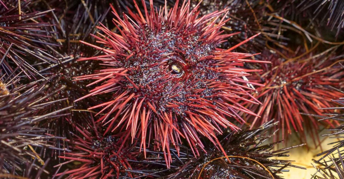 Vibrant close-up of fresh red and purple sea urchins showcasing their spiny texture