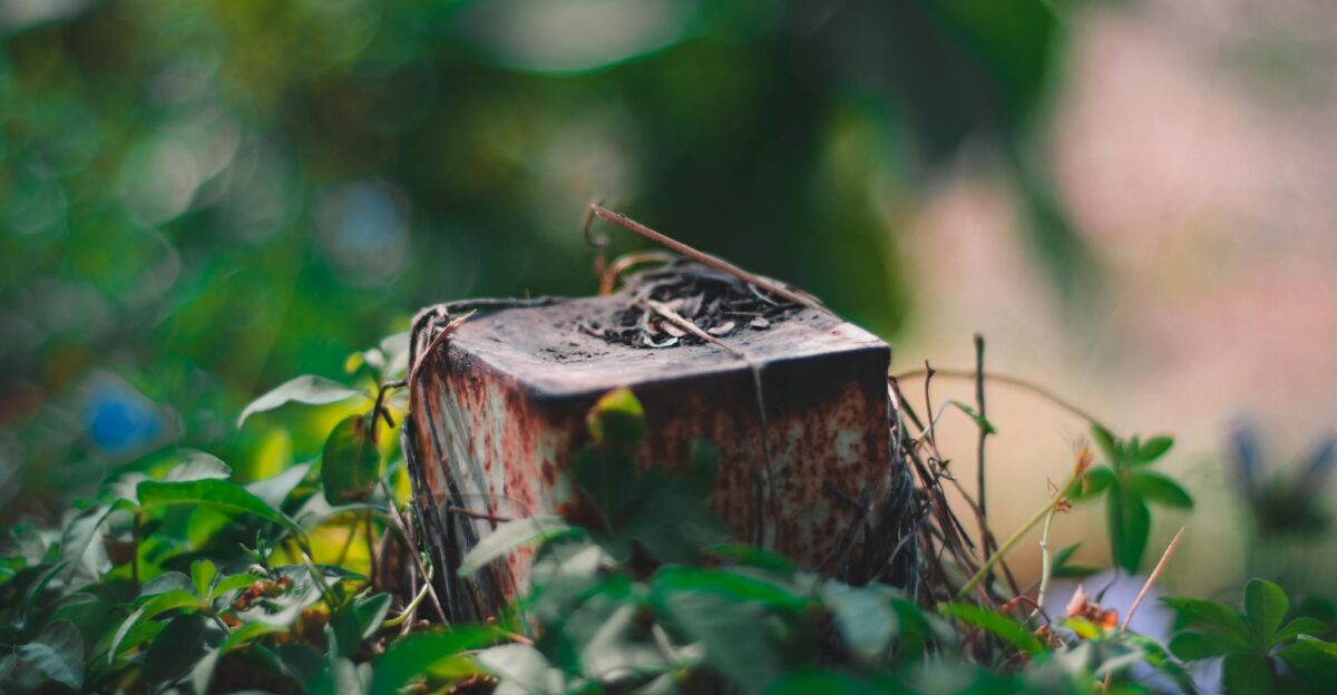 Close-up of a rusty metal box surrounded by dense green plants in a natural setting