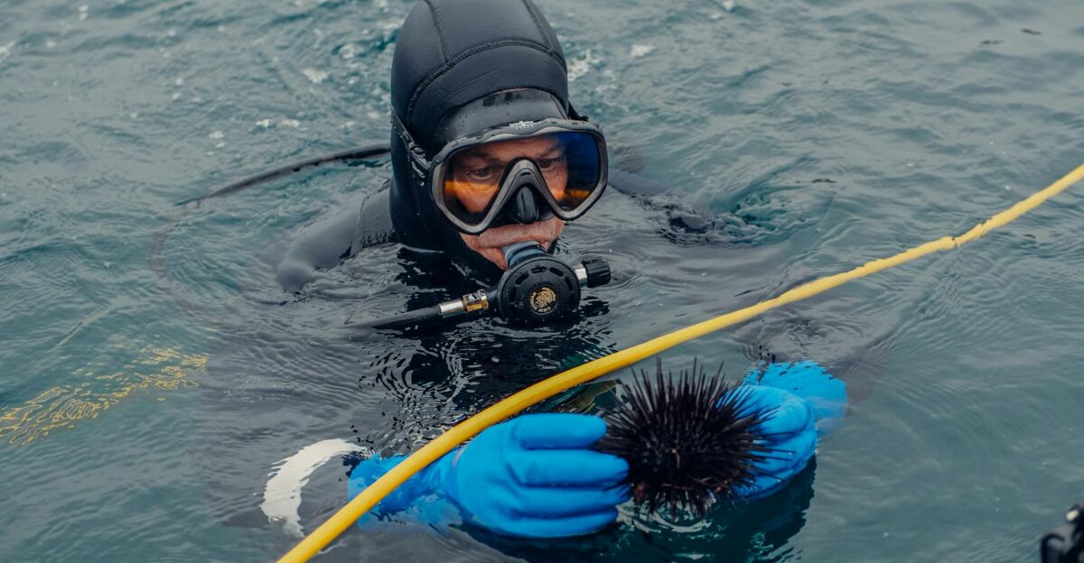 A diver in a dry suit holding a spiny sea urchin underwater Close-up view