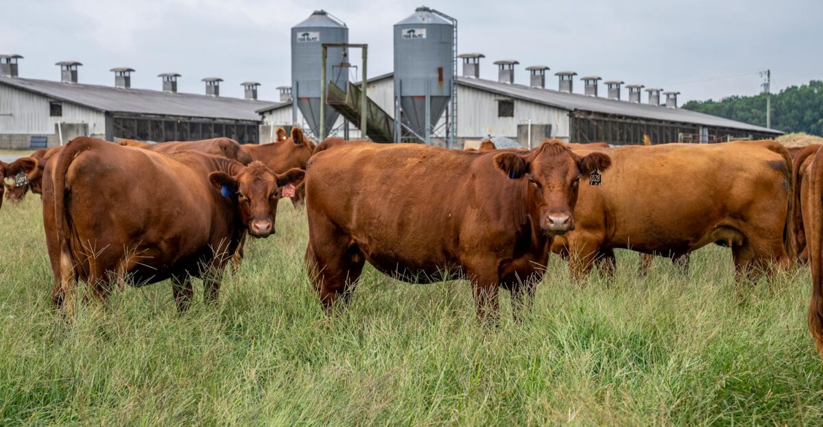 A herd of brown cattle grazing in front of a farm building in North Carolina