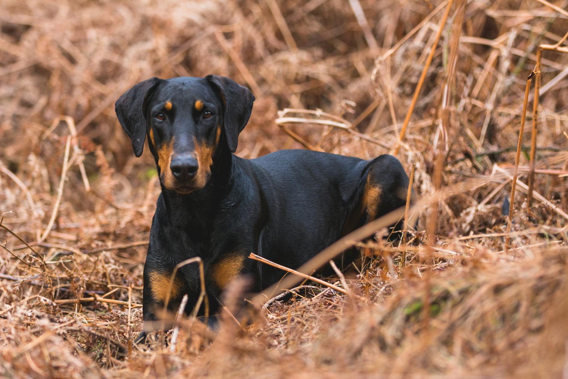 A Doberman dog sitting in brown autumn foliage showcasing its sleek black coat
