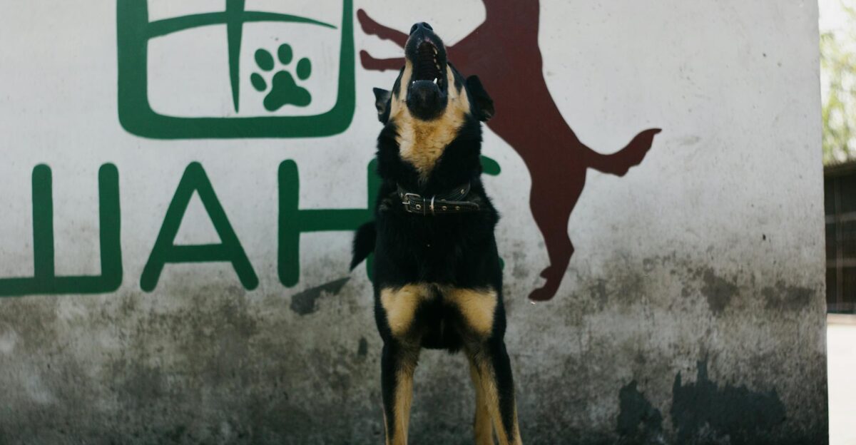 Lively dog barking in front of a colorful mural on an outdoor wall expressing energy and alertness