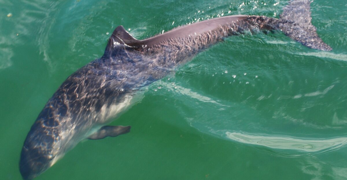 Porpoise - Wikipedia