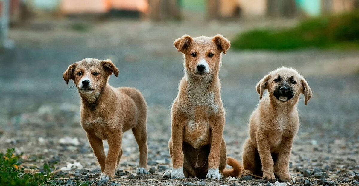 selective focus photography of three brown puppies