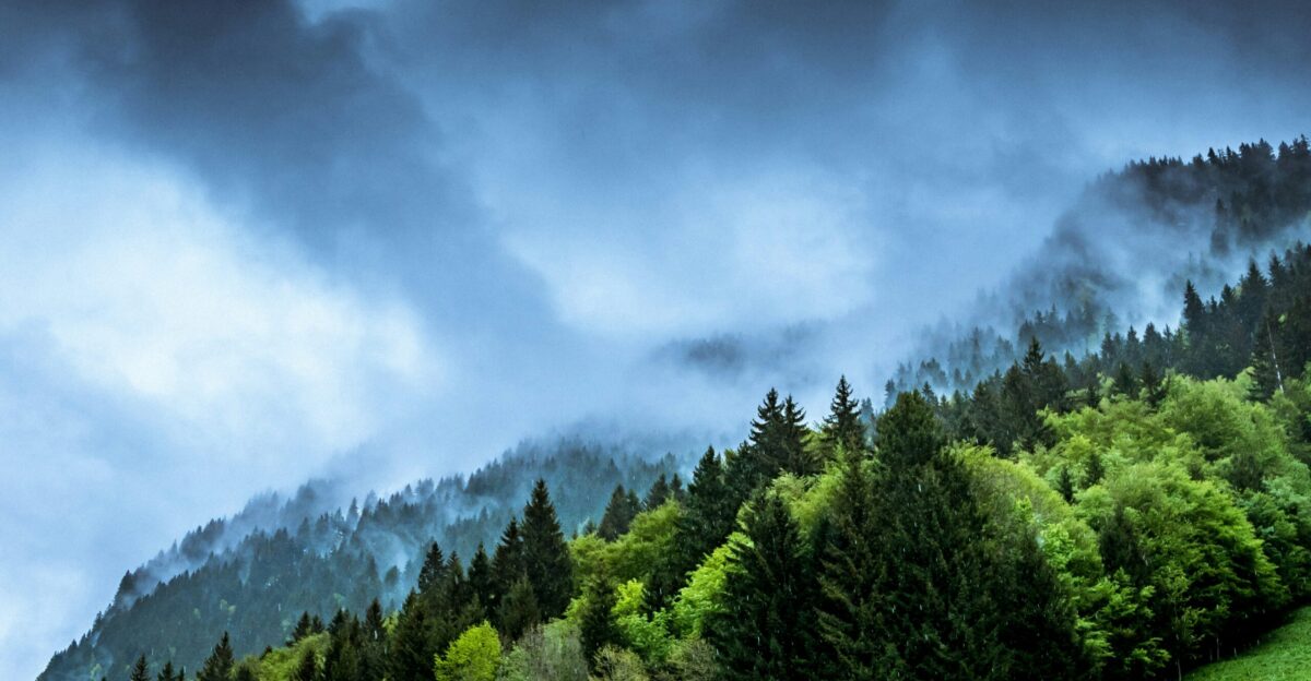 forest and mountain partially covered with fog