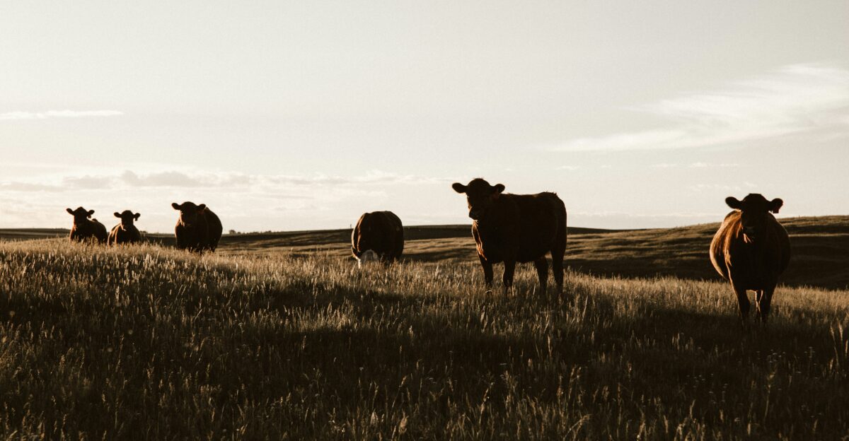 herd of cows on grassland