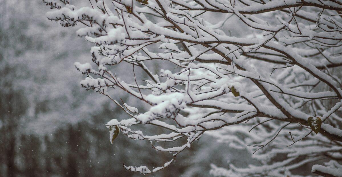 shallow focus photography of snow covered tree