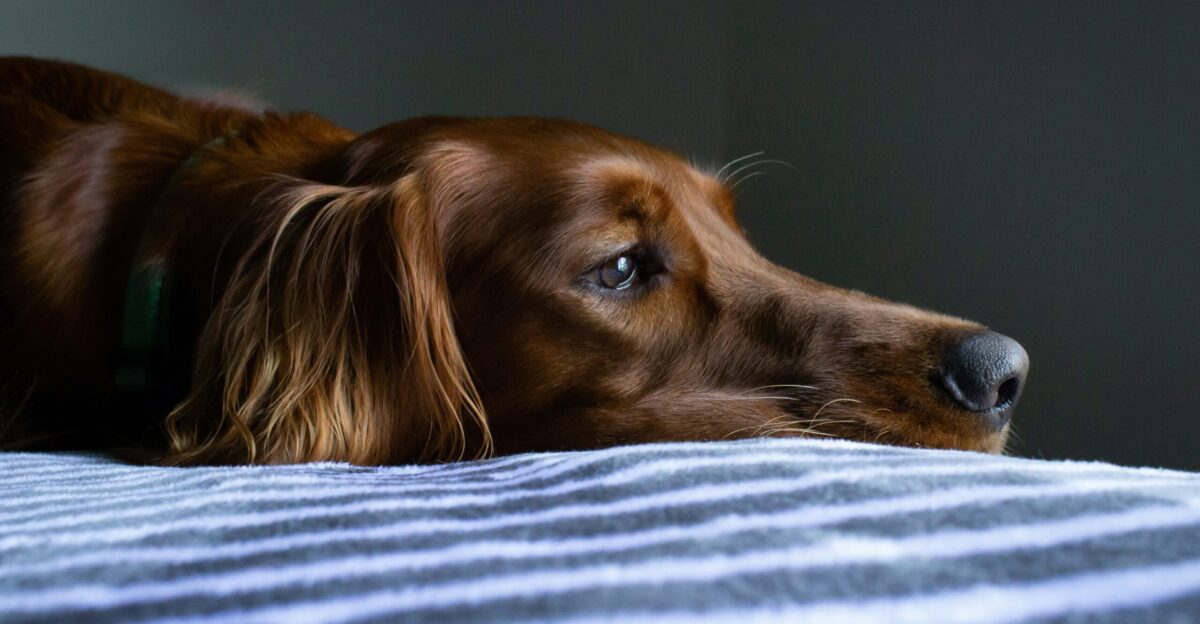 short-coat brown dog lying on blue and white striped bedspread