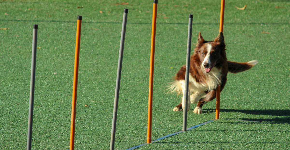 brown and white dog running through pole obstacles
